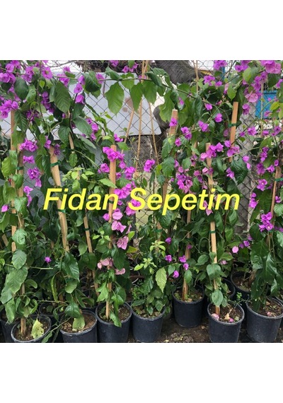 3 Yaş Adabegonvili Fidanı