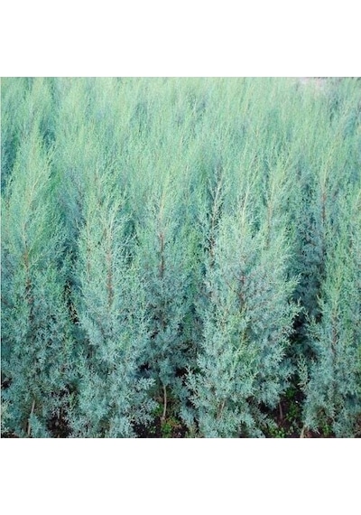 Tüplü Mavi Servi Fidanı Cupressus Arizonica - Herdem Yeşil Canlı Çam Ağacı Fidanı 80-100 Cm