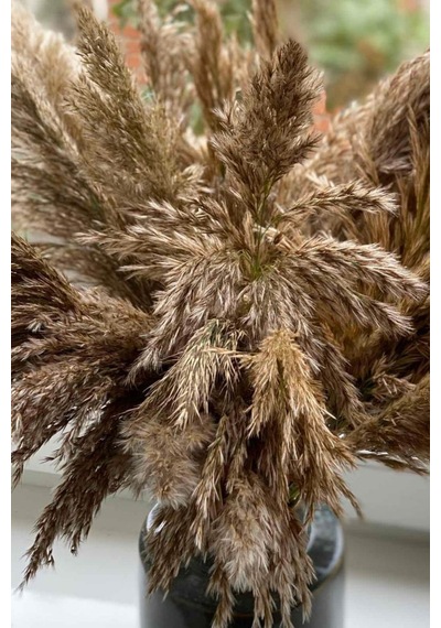 Dekoratif 7'li Natural Pampas 100 Cm Doğal