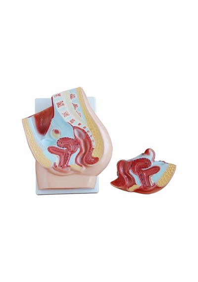 Kadın Pelvis Kesit Modeli 2 Parça