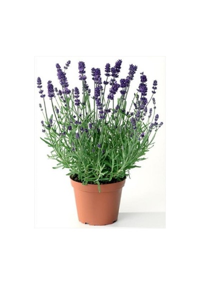 Lavanta Çiçeği Kokulu Aromatik Bahar Bitkisi Balkon Bitkisi