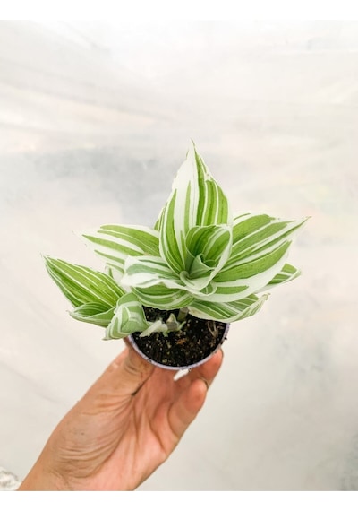 1 Adet Beyaz Alacalı Telgraf Çiçeği 10-15 Cm Saksılı Çiçekli Bodur Tradescantia Albiflora