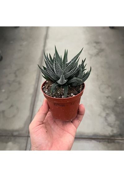 Haworthia Fasciata 'Concolor' (Sukulent) Ø8,5 CM Y10-15 CM