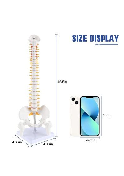 Esnek Omurga Modeli, Femur Başlı, 45 Cm - Omurga Maketi 01