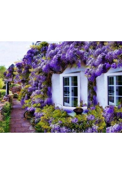 Mor Salkım Fidanı 3 Adet - Wisteria Sinensis