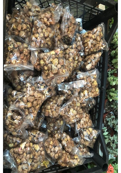 9 Adet Lila Frezya Çiçeği Soğanı Mis Kokulu Katmerli