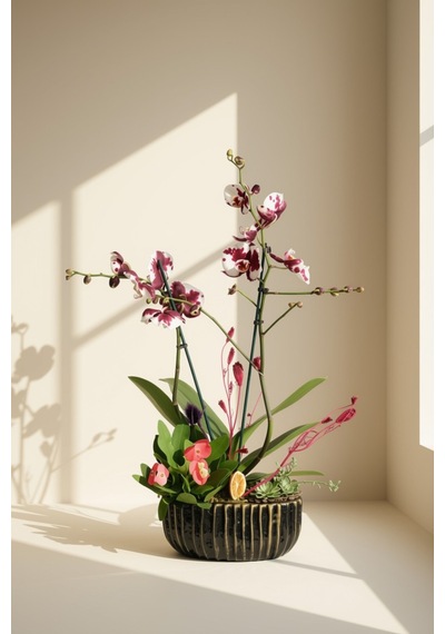 Çift Dallı Alacalı Benekli Phalaenopsis Orkide Aranjmanı