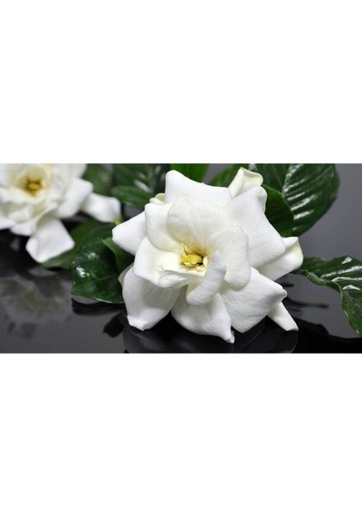 Serada Decor Plant Gardenya Jasminoides Kokulu Sarıcı Gardenya Bahçe Gardenyası 1.kalite