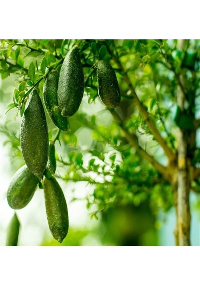 Nadir Ithal Parmak Limon Tohumu Ekim Seti 3 Tohum Saksı Toprak Kombin