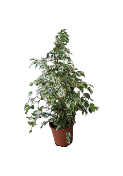 Videolu Alacalı Benjamin Bitkisi 1 Adet 80-100cm Ev Ofis Salon Bitkisi Benjamin Ficus Starlight