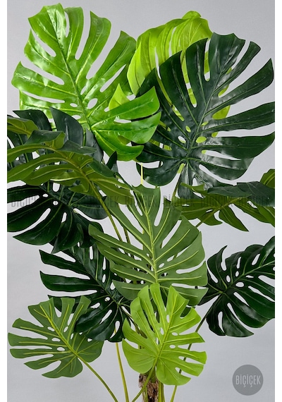 Biçiçek Yapay Monstera Ağacı Deve Tabani 160 Cm Beyaz Vega Saksıda
