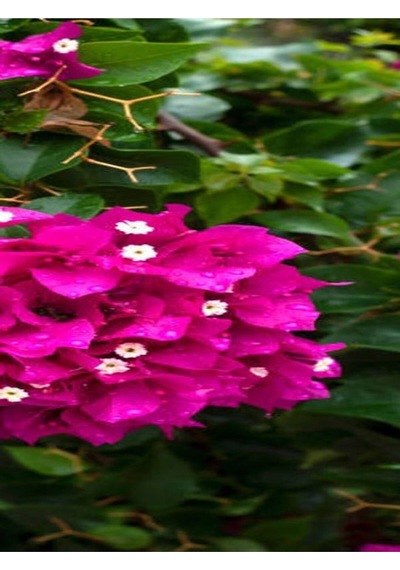 Fuşya Begonvil Çiçeği Fidanı 30-45 Cm Saksılı Çiçekli Bodur Bitkiler Bougainvillea