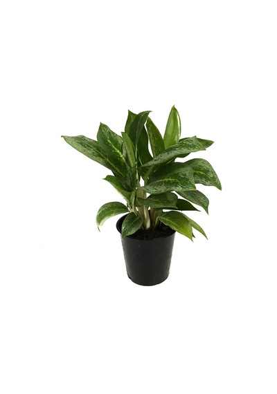 Aglaonema 'Key Lime' (Çin Herdemyeşil) Ø12 CM Y25-30 CM