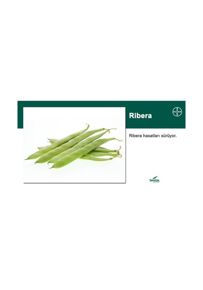 Seminis Ribera Oturak Fasulye Tohumu 1 Kg