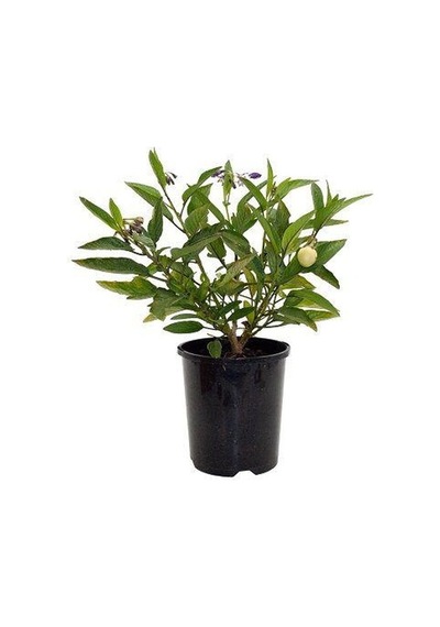 Ağaö Kavunu Pepino Fidanı 10-20 Cm