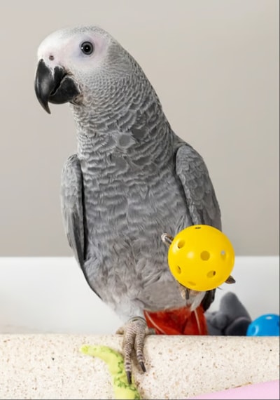 Psittacus Yüksek Enerji Üretimi Kuş Yemi 3 KG