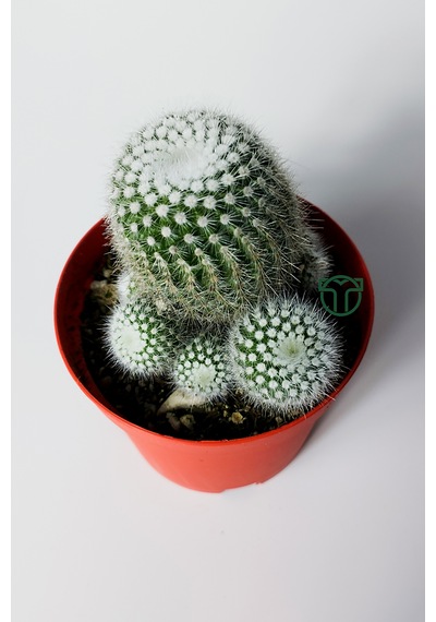 Notocactus Scopa Albispinus Bol Yavrulu Kaktüs