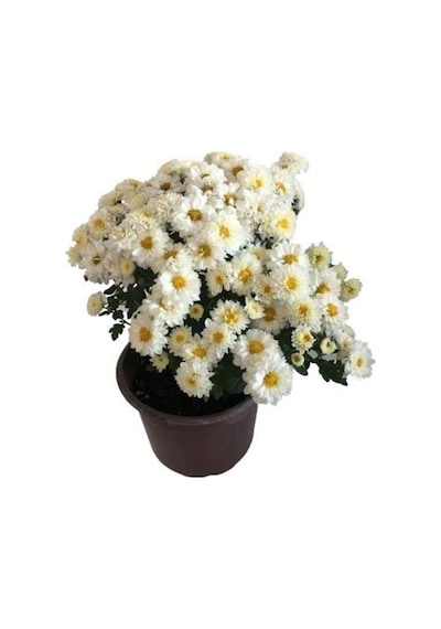 White Beyaz Renk Kasımpatı Krizantem Chrysanthemum 10-20 Cm