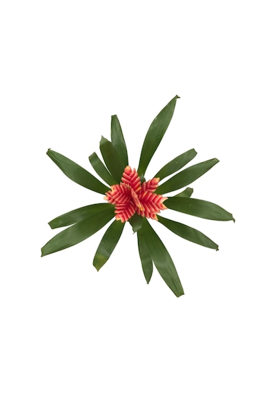 Vriesea Intenso pink - Ev Ve Ofis Bitkisi N11.2905