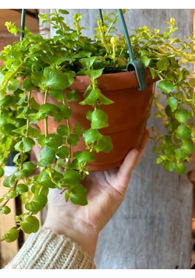 Lysimachia Nummulari Altın Kolye Çiçeği Sarı Çiçekli 30-40cm 1 Adet Saksılı