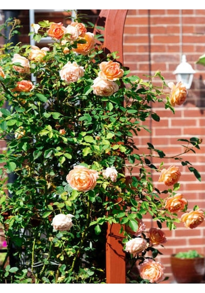 Sarmaşık Gül Turuncu Renkli 60 80 Cm 1 Adet Saksılı Aşılı Gül Orange Rose