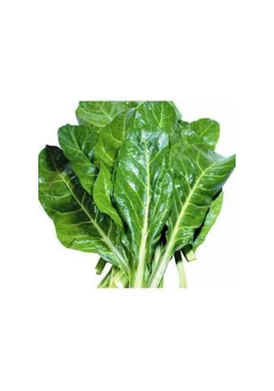 Pazı Tohumu20 Ad
