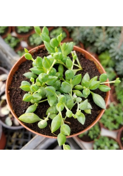 Söbe-boncuk Çiçeği Sukulent.senekio klenia Rowleyanus 8 Cm