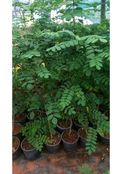 Akasya Fidanı Beyaz Çiçekli Yalancı Akasya - Robinia Pseudo-ac