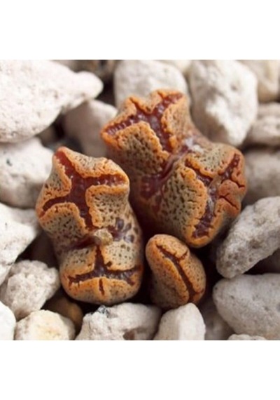 Dashing Look Conophytum Pellucidum Sukulent Tohumu Th-9154684654764