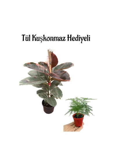 Hediyelik Pembe Alacalı Kauçuk Bitkisi Anneler Gününe Özel Tül Kuşkonmaz Hediyeli