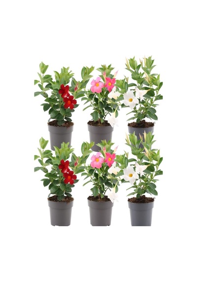 Karışık Renkli Mandevilla Pembe-kırmızı-beyaz 30 60 Cm Bol Çiçekli Sarmaşık Bitki