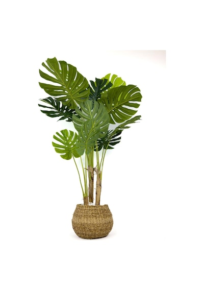 Biçiçek Yapay Monstera Ağacı Deve Tabani 150 Cm Geoi̇t Hasir Saksıda