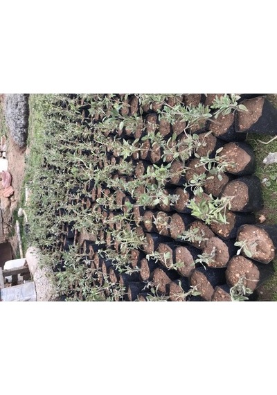 Kokulu Adaçayı Şalba Fidanı Salvia Officinalis 10-20 Cm