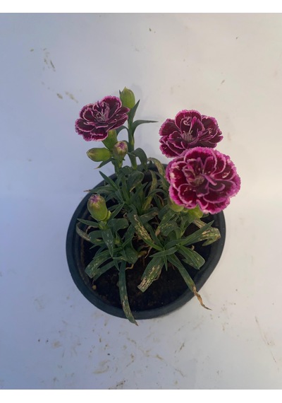 Bodur Karanfil Çiçeği Kırmızı-pembe-beyaz-mor 10-15cm 3 Adet
