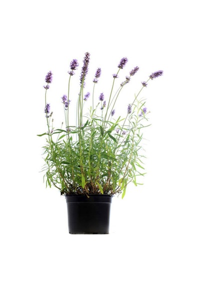 Lavanta Angustifolia Mor Renkli 10 25 Cm 20 Adet Tüplü Lavanta Fidesi Lavender Seedling