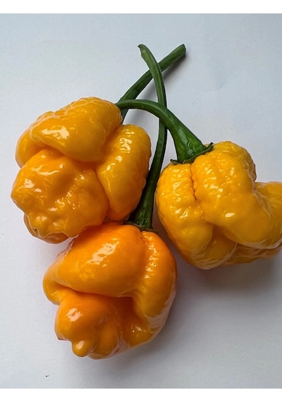 7 Pot Braın Straın Yellow Pepper / 1,5 Milyon Scoville - Gerçek Taze Acı Biber