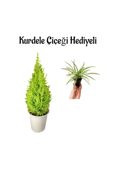 Limon Kokulu Limon Çamı Sevgililer Gününe Özel Kurdele Çiçeği Hediyeli