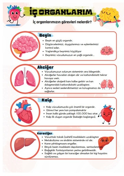 Vücudumuzu Tanıyalım Yaz - Sil Kitabı