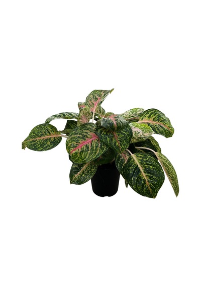 Aglaonema 'spring Red' Çin Herdemyeşili