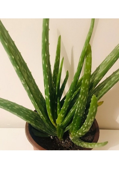 Aloe Vera Sarı Sabır 10 Adet