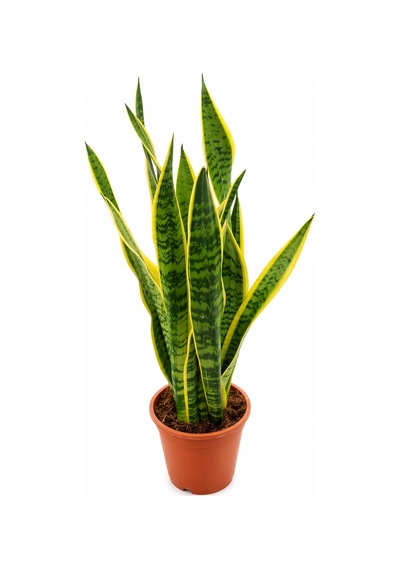 Alacalı Paşa Kılıcı Sansevieria - Büyük Boy 50-60 Cm