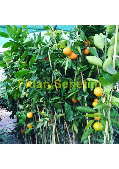 2 Yaş Aşılı Satsuma Mandalina Fidanı