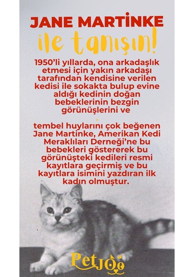 Petjoo 5.Jane Martinke Sarı-Kırmızı Qr'lı Kedi Künyesi
