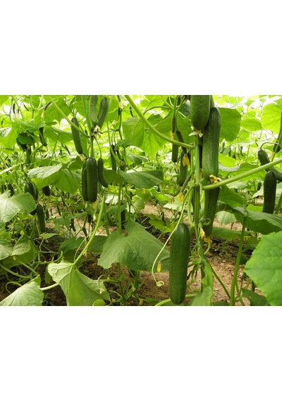Hibrit Sırık Salatalık Hıyar Tohumu 10 Adet Tohum İçerir N114406
