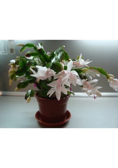 Yılbaşı Çiçeği Fidanı 5cm-20cm