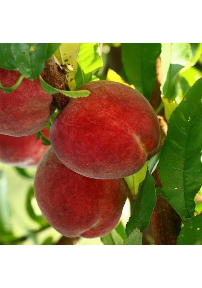 Tüplü Yüksek Verimli Yarı Bodur İri Meyveli Sun Crest Şeftali Fid