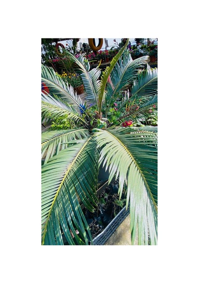 Sikas-cycas Canlı Bitki