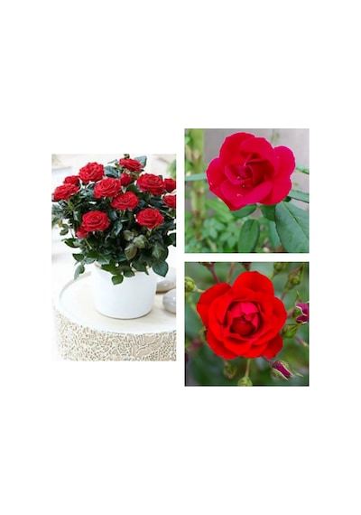 Videolu 1 Adet Kırmızı Canlı Bodur Gül Fidanı 20-40 Cm Saksılı/tüplü Çiçekli Bodur Bitkiler Red Rose