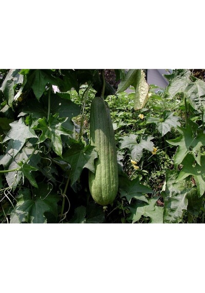 Lif Kabağı Tohumu 10 Adet