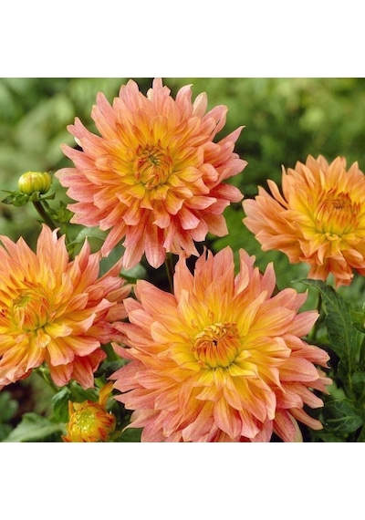 Extase Dahlia İri Yıldız Çiçeği Yumrusu 1 Adet